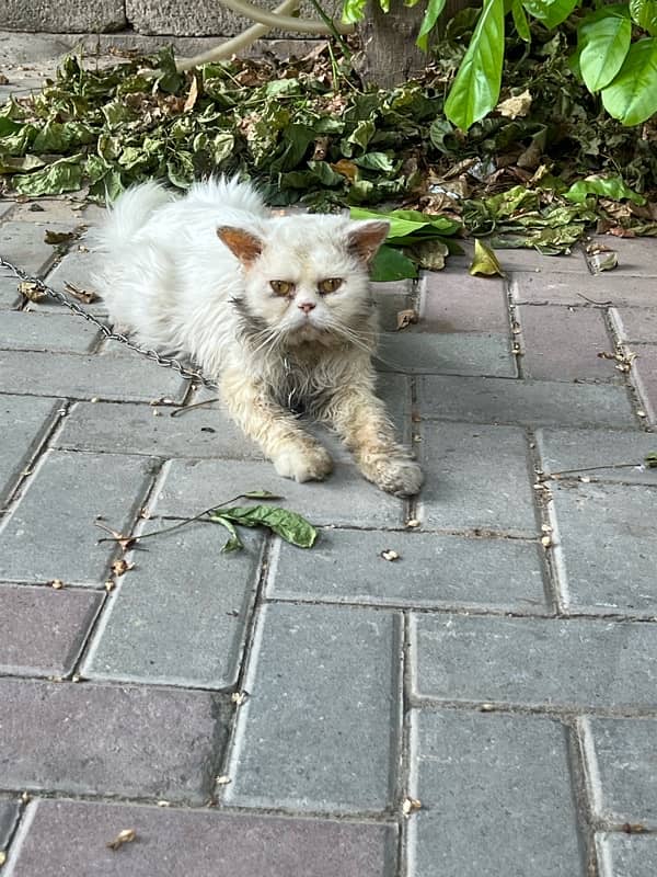 Two male Persian cats for sale in reasonable price 4