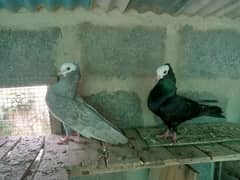 Mukhi/mokhi/mokhe,Danish,denish fancy pigeon/kabootar/kabutar