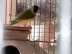 lady Gouldian/ Goldian finch female