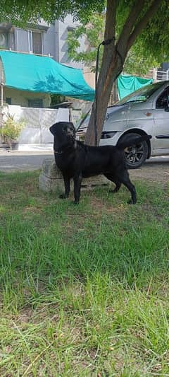 English Labrador female