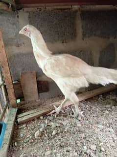 Aseel Heera boski Madi / murgi murghi hens 03102934203