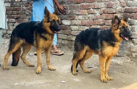 German Shepherd 03234696626