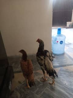 Aseel pair for sale 0