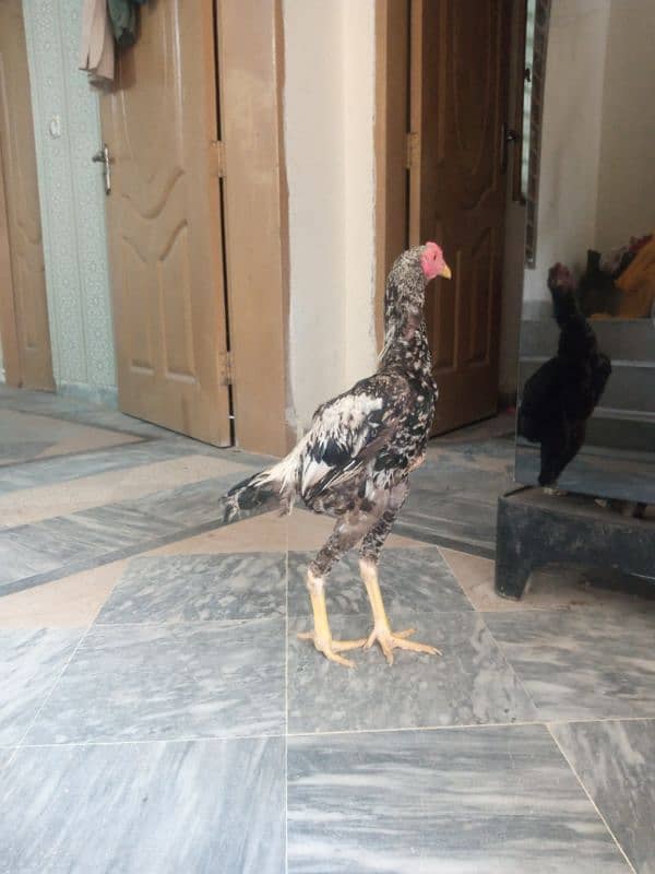 Aseel pair for sale 5