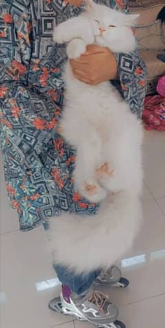 male cat white colour