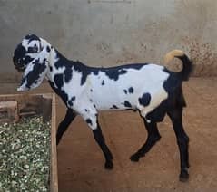 Beautiful Goats available