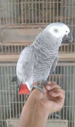 gray parrot female/03156376925