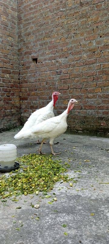 pure white turkey birds breeder pair 0