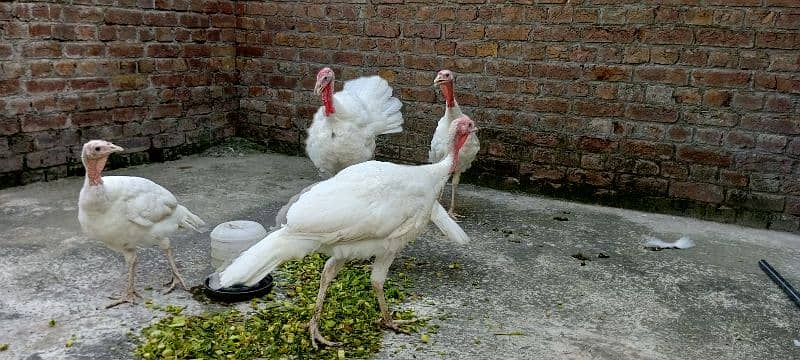 pure white turkey birds breeder pair 1