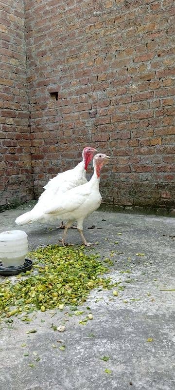 pure white turkey birds breeder pair 2