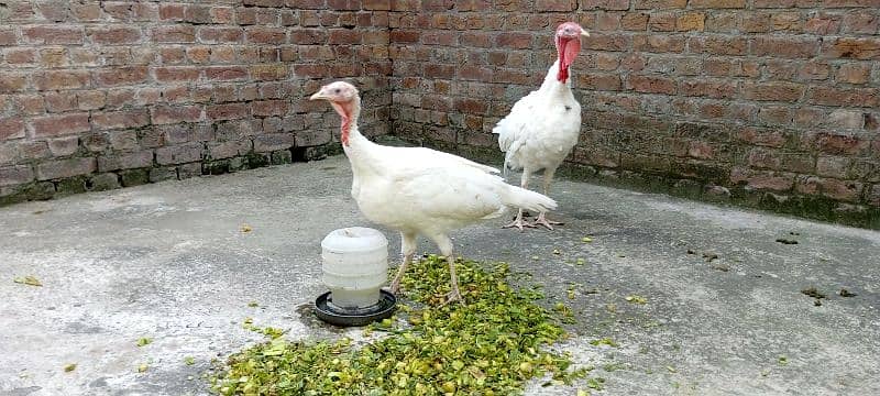 pure white turkey birds breeder pair 3