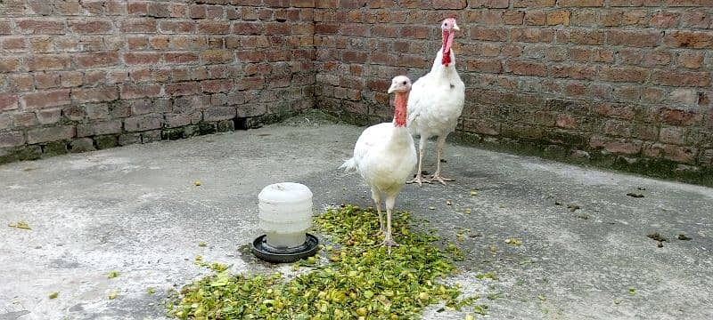 pure white turkey birds breeder pair 4