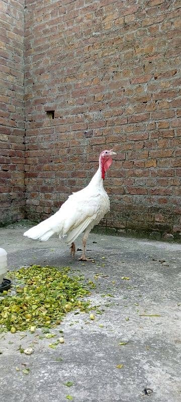 pure white turkey birds breeder pair 5