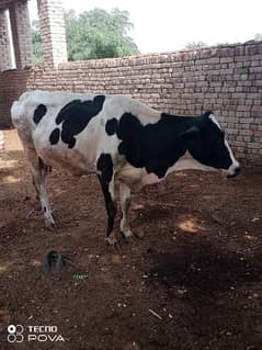 8.5 month pregnant cow for sale