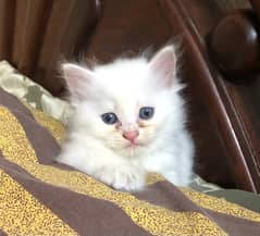 Persian Female Kitten