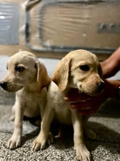 Labrador puppies