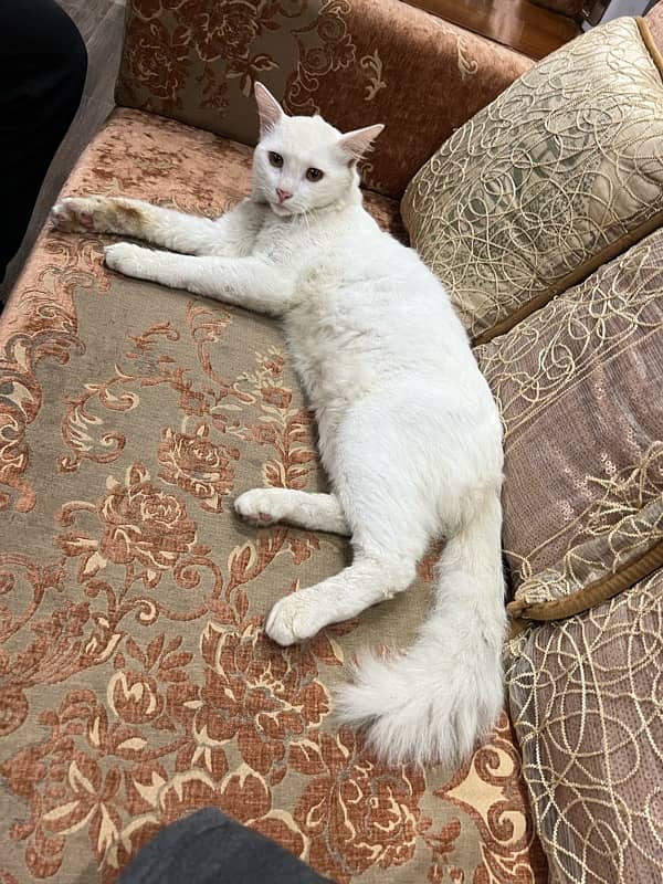 Two male Persian cats for sale in reasonable price 8