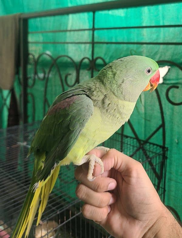 Raw parrot hand tamed 1