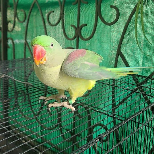 Raw parrot hand tamed 2