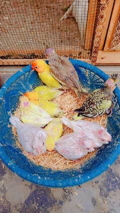 3 month cockatiel babys