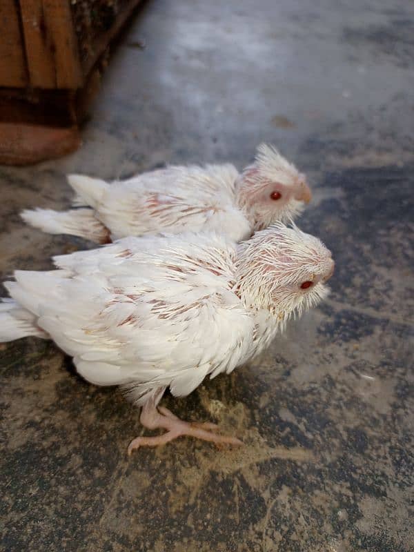 3 month cockatiel babys 1