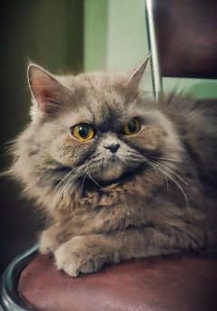 Elegant Persian Cat – Ready for a Loving Home