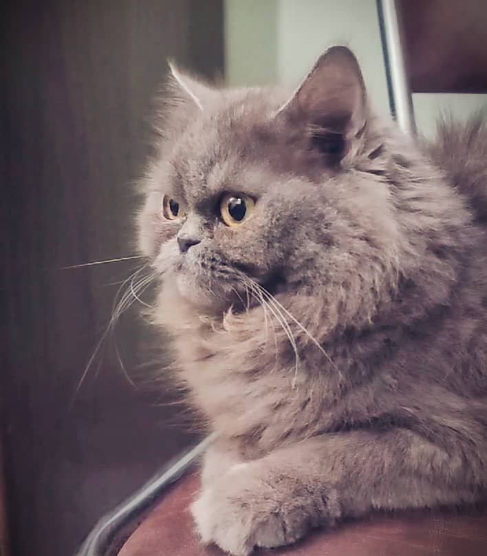 Elegant Persian Cat – Ready for a Loving Home 1