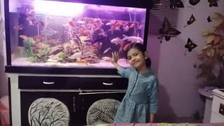 fish aquarium