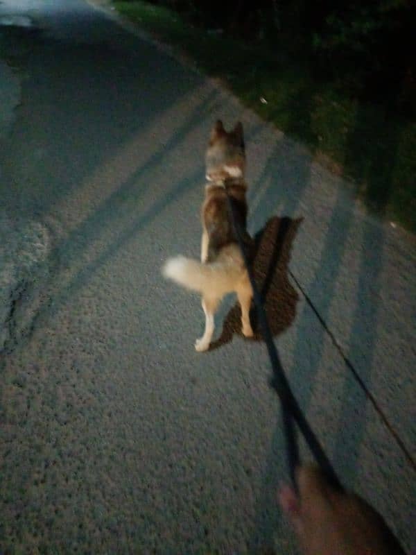 Siberian husky male for sale 1