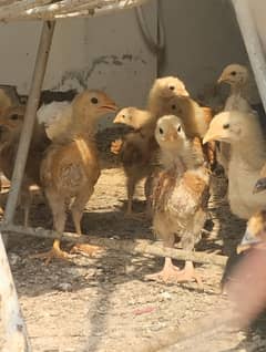 Golden Misri Chicks (A+) quality