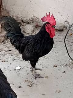 Australorp Breeder Males