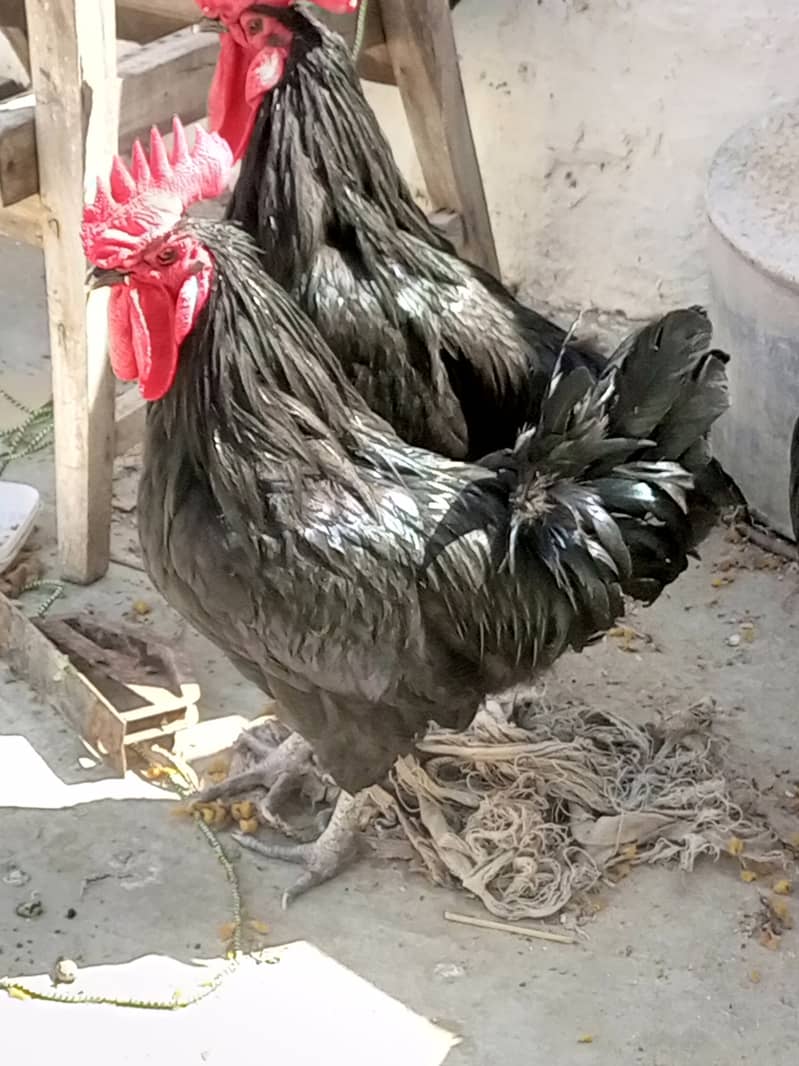 Australorp Breeder Males 1