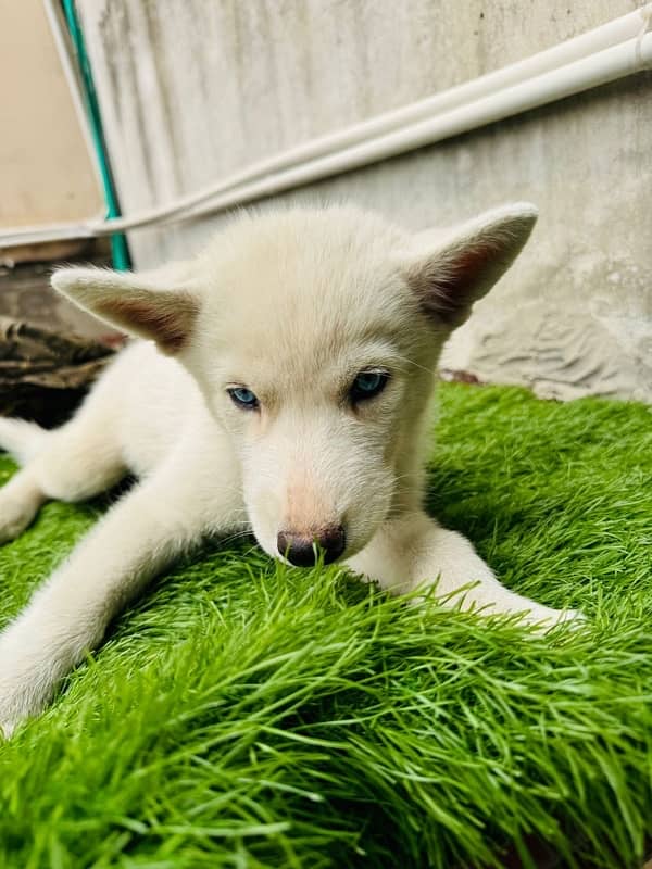 Siberian husky puppie 1