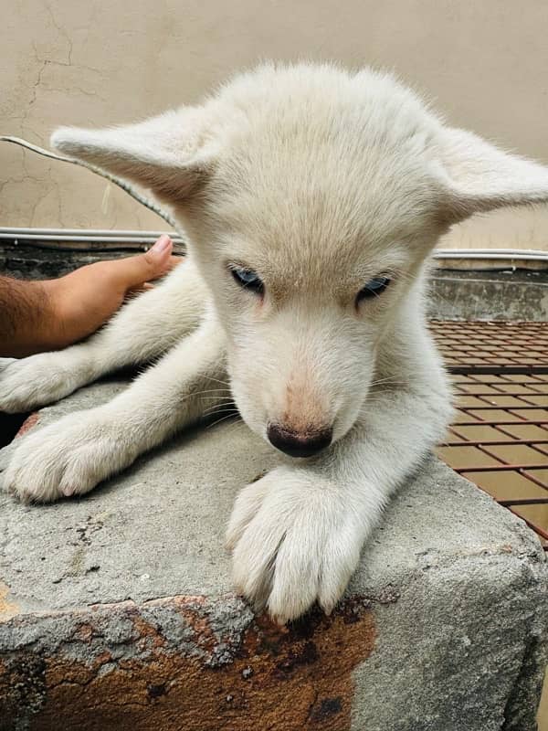 Siberian husky puppie 4