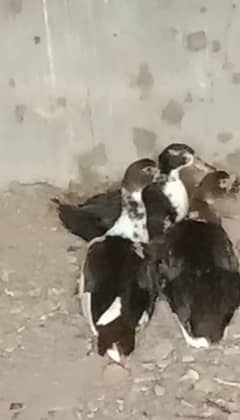 Muscovy ducks