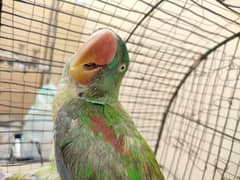 raw Kashmiri Pahari Raw parrot for sale