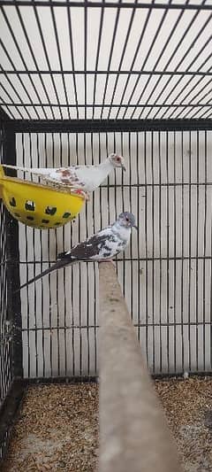 Red Pied Dove Breeder Pair