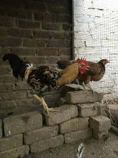 hens for sale