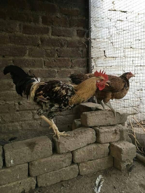 hens for sale 0