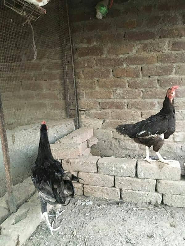 hens for sale 1