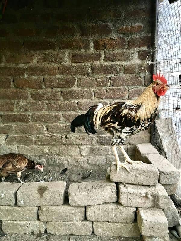 hens for sale 2