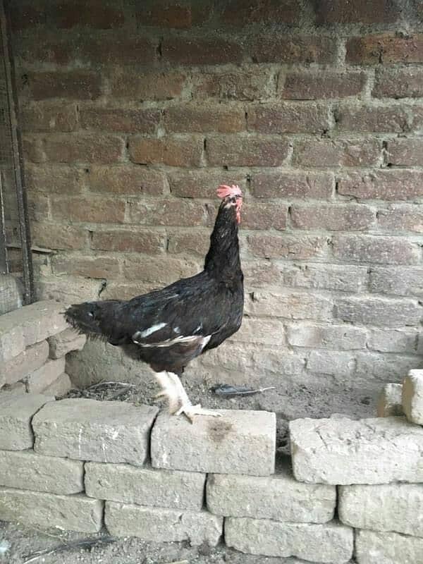 hens for sale 3