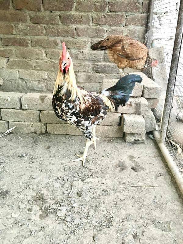 hens for sale 4