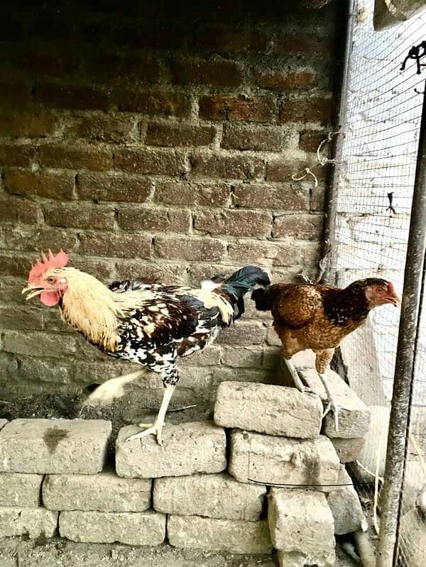 hens for sale 5