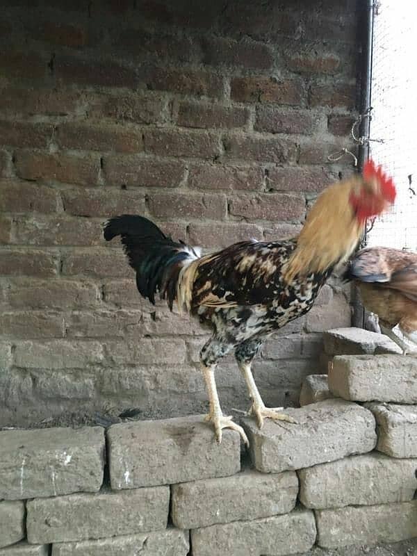 hens for sale 7