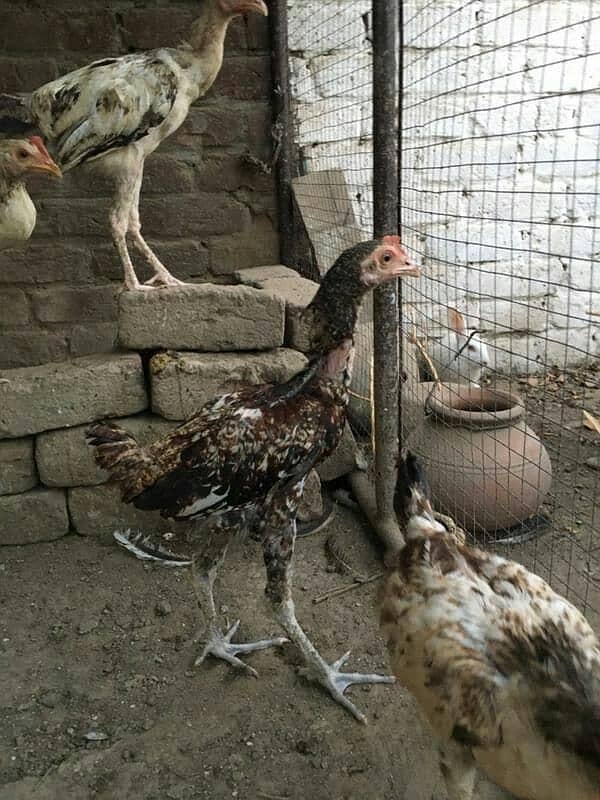 hens for sale 11