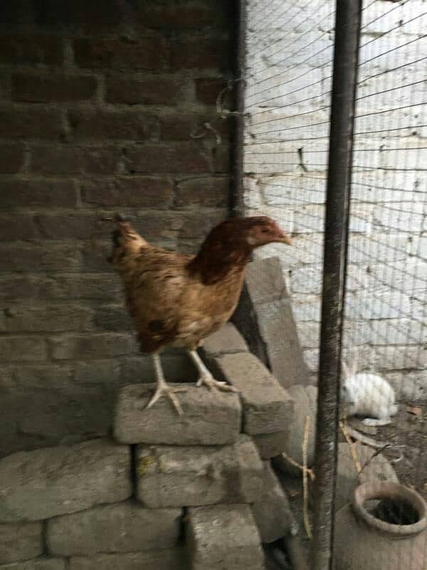 hens for sale 15