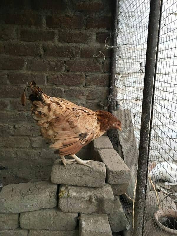 hens for sale 16