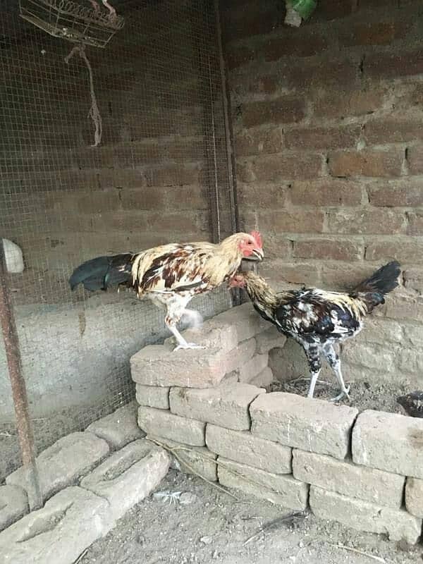 hens for sale 17