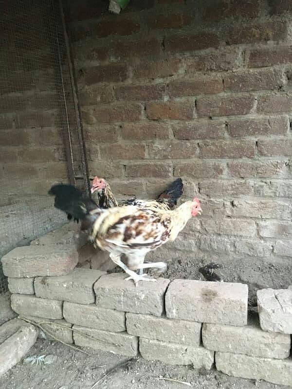 hens for sale 18